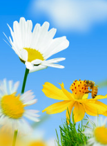 我拥有最棒的血统